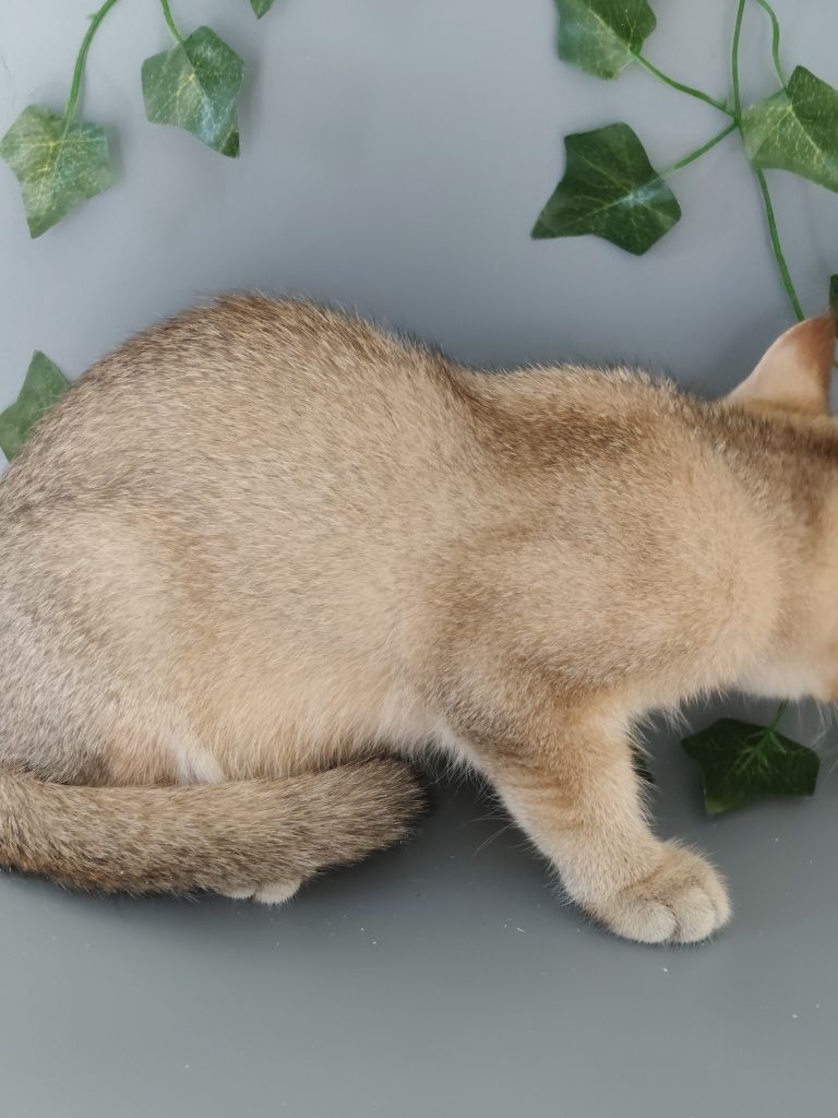 Котик Шиншилла 3 мес ny25