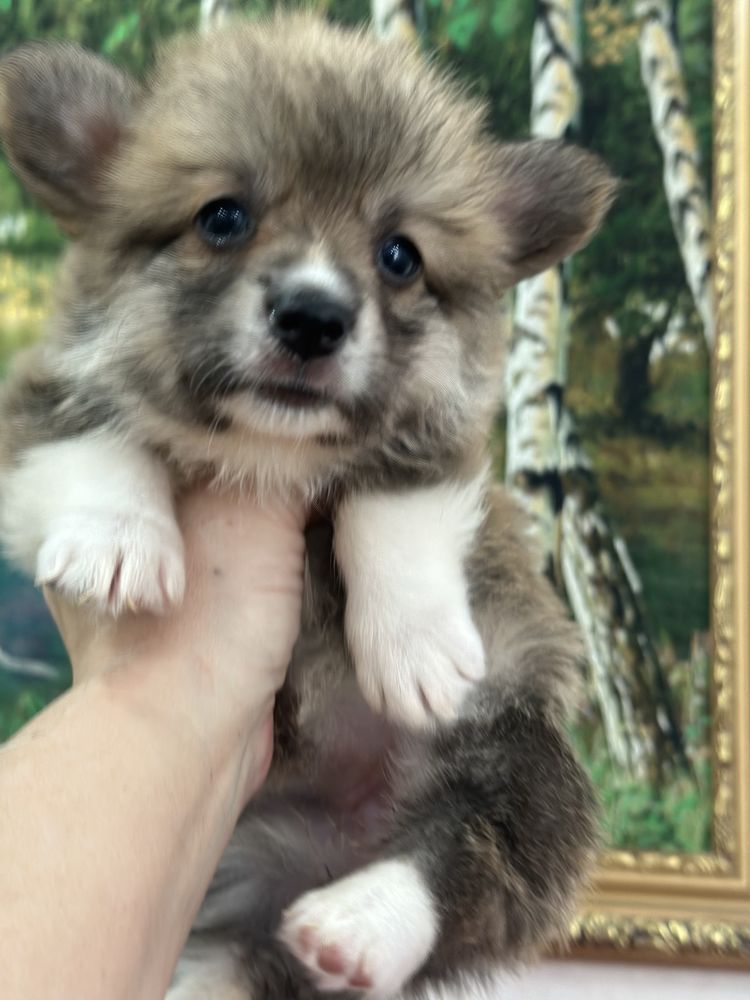 Супер малыши вельш корги