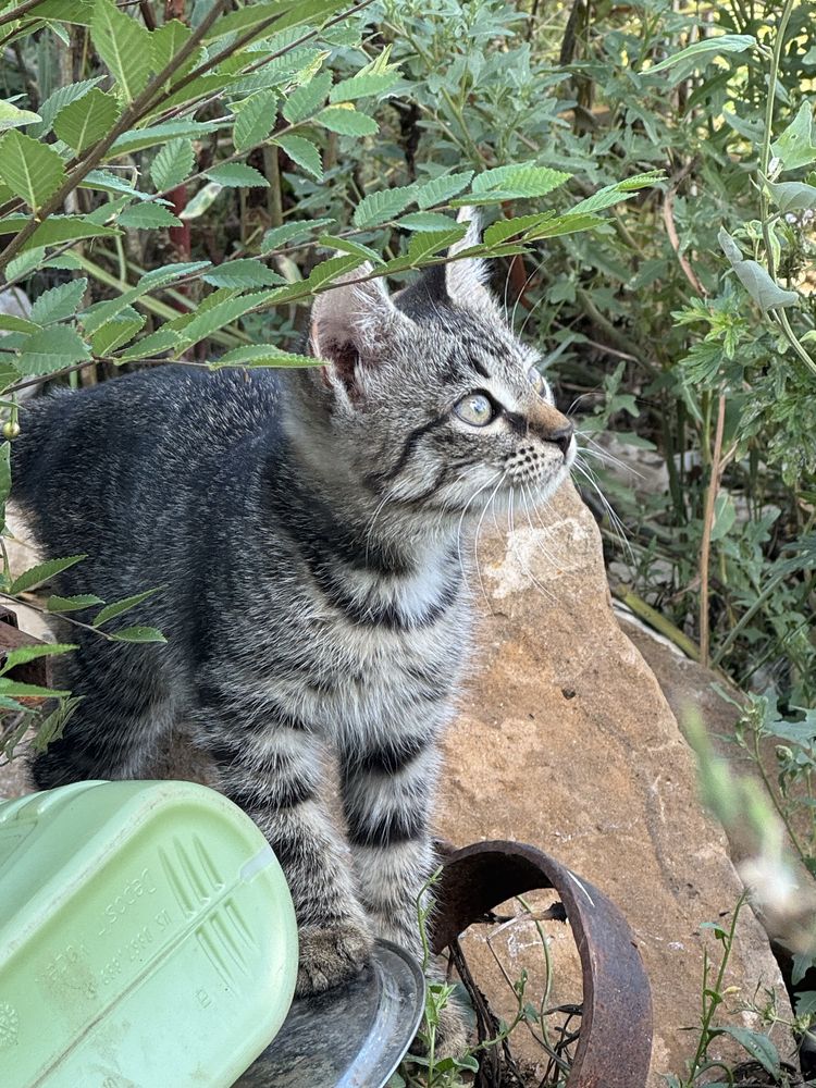 Кошка и котята, бесплатно