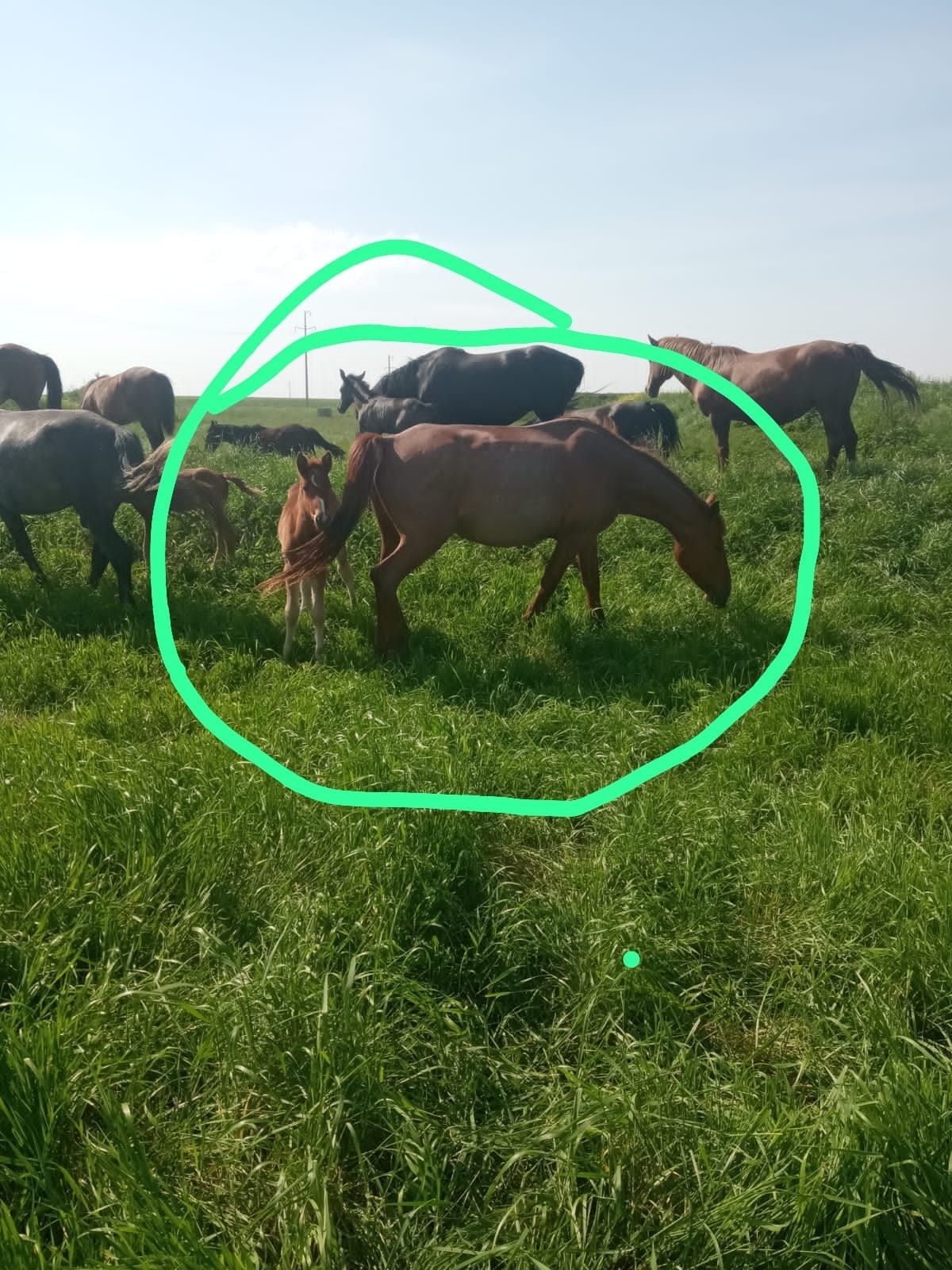 Продам кобыл с жеребятам