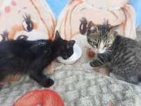 Котята Британцы Англичане  все умеют и кушать сварить