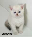 британские котята