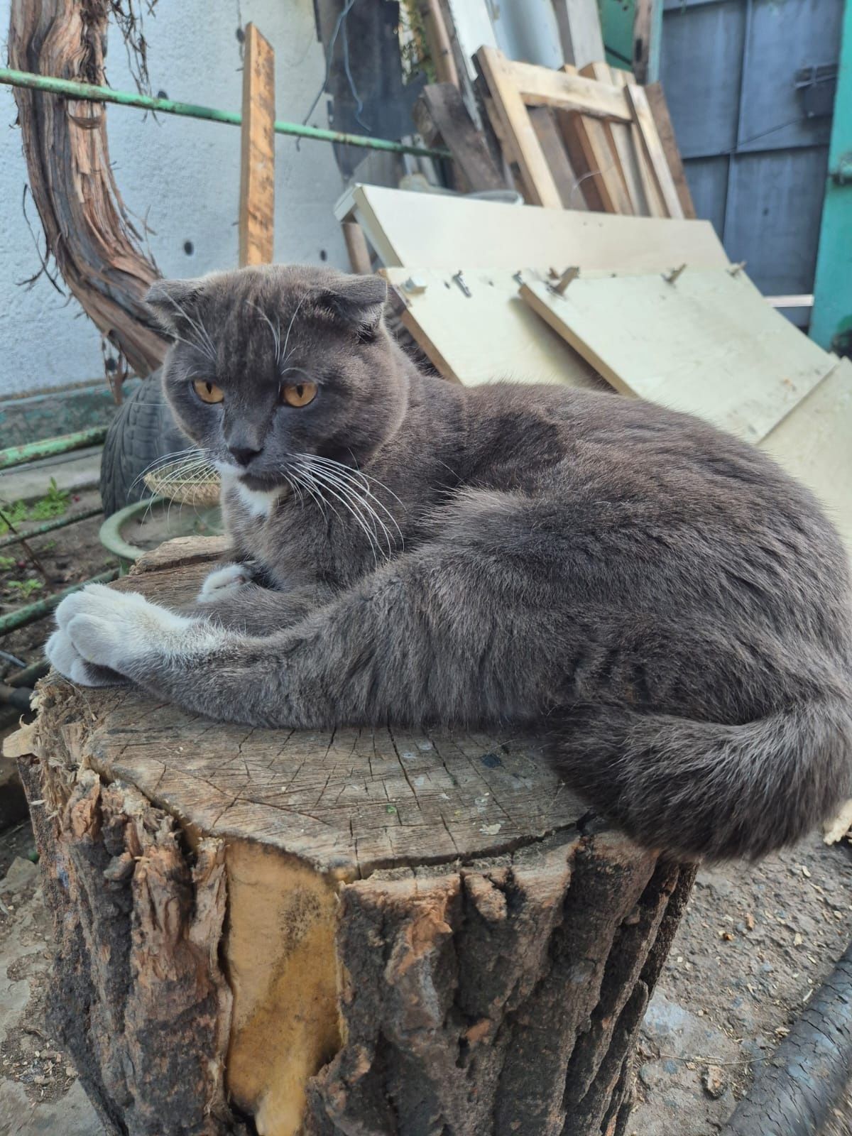 Отдам кота в добрые руки 2 года