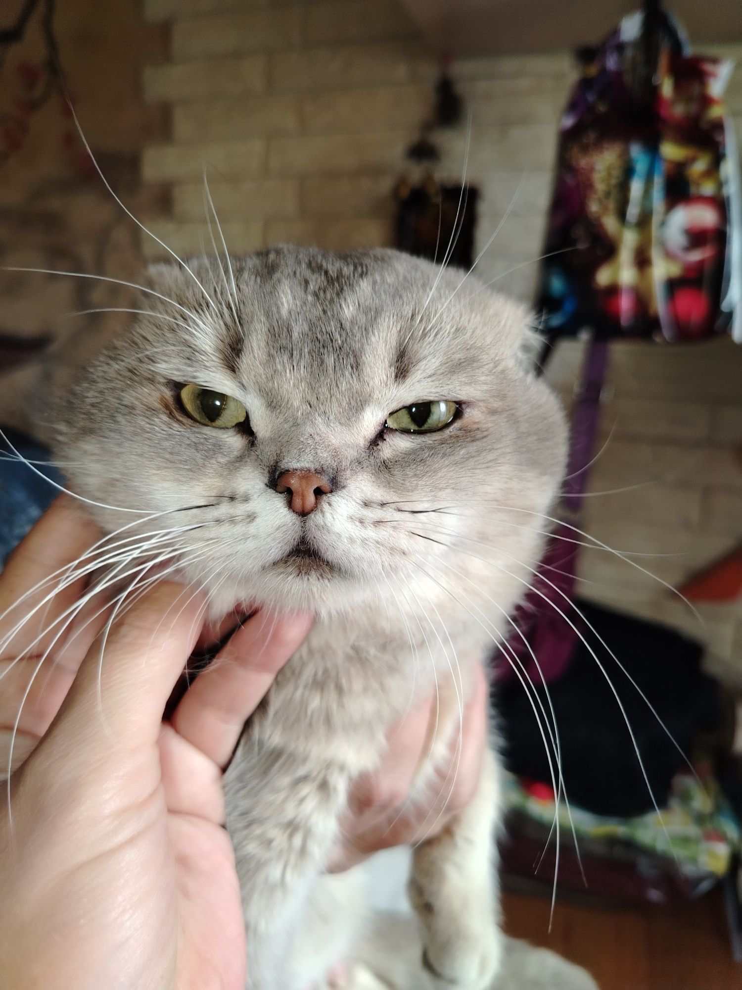 Вязка.кот шиншилла серебро, скотиш фолт. 11 м/н