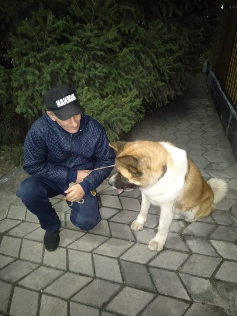 Породный кобель для вязки