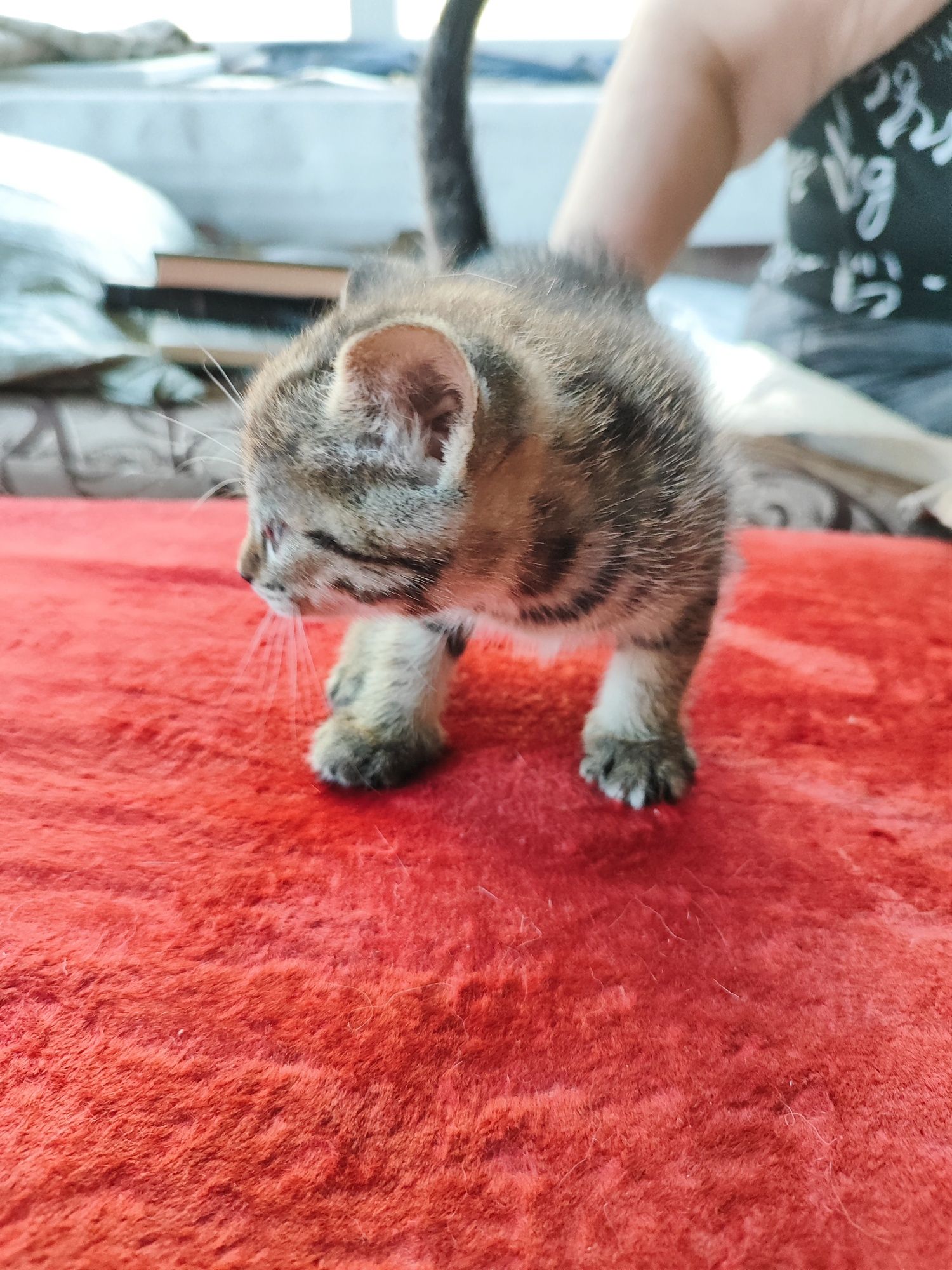 Отдам котят бесплатно