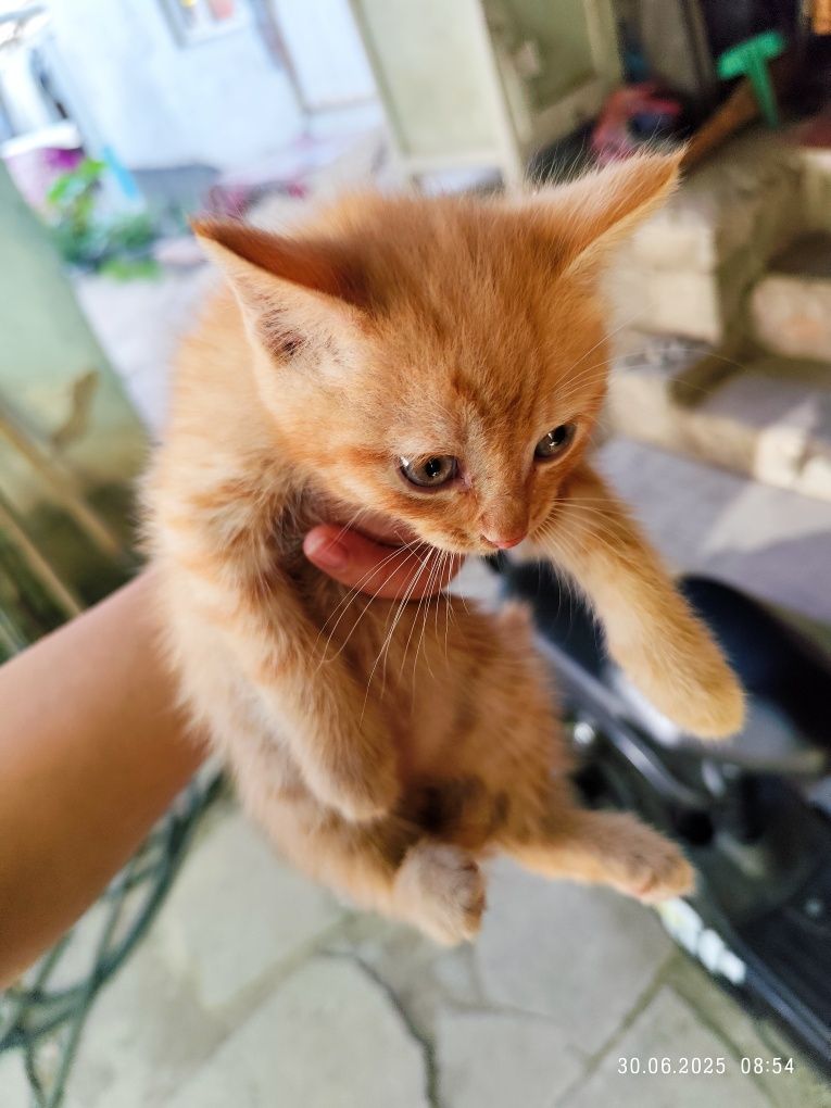 Отдам котят в хорошие руки
