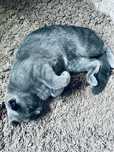 Котенок-6 мес  торги есть
