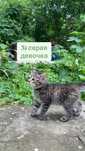 котята, отдам в добрые руки