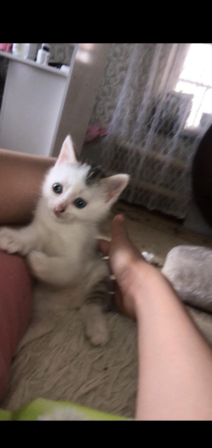 Котики в добрые руки