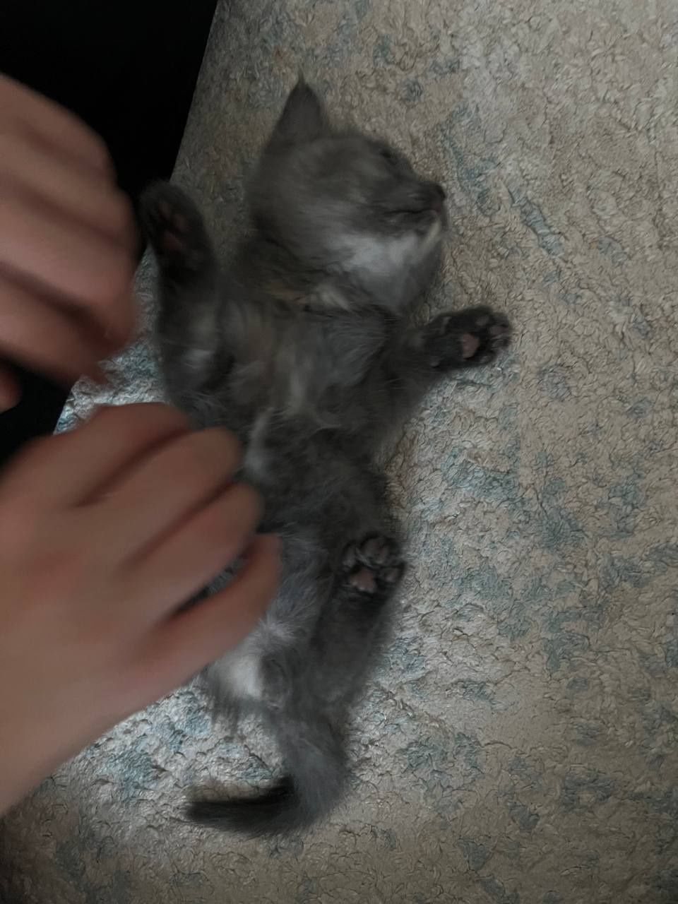 Продаю котёнка, девочку