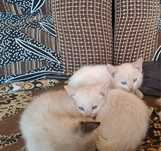 Отдам красивых котят