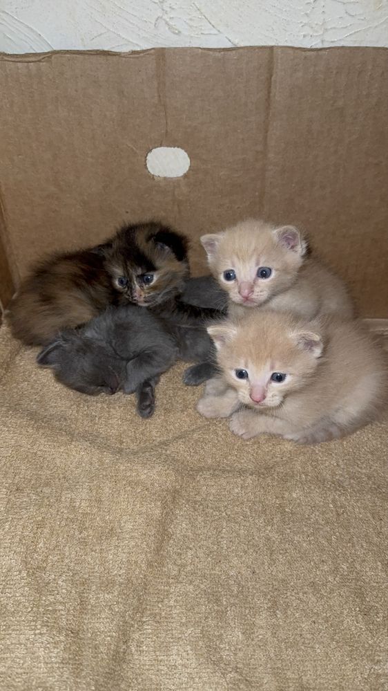Маленькие котята