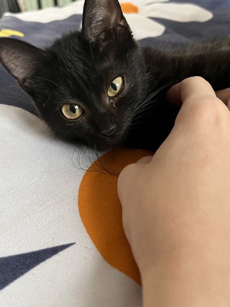 СРОЧНО отдам котят‼️