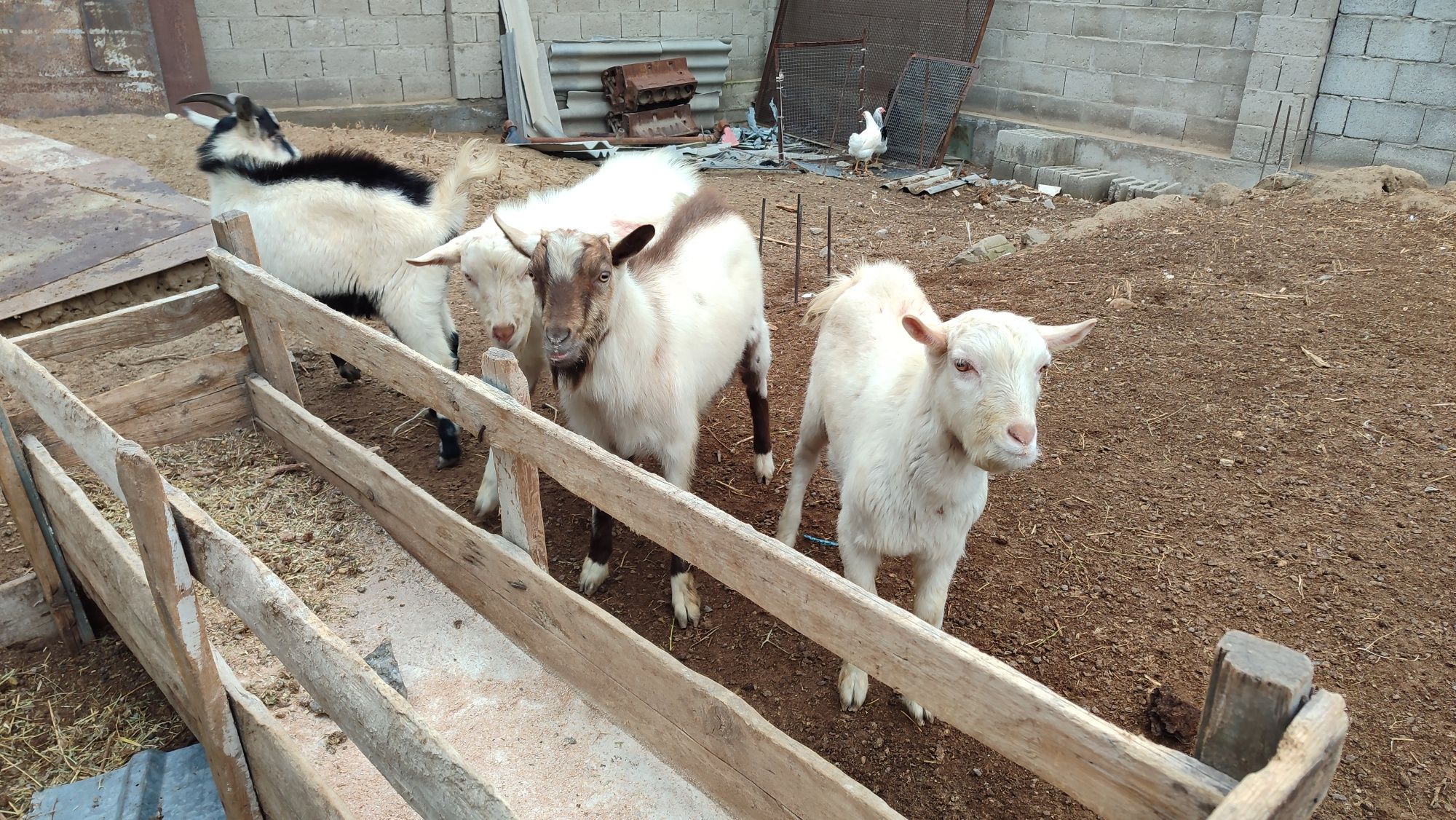 Продам коз заанинской породы (голландская)