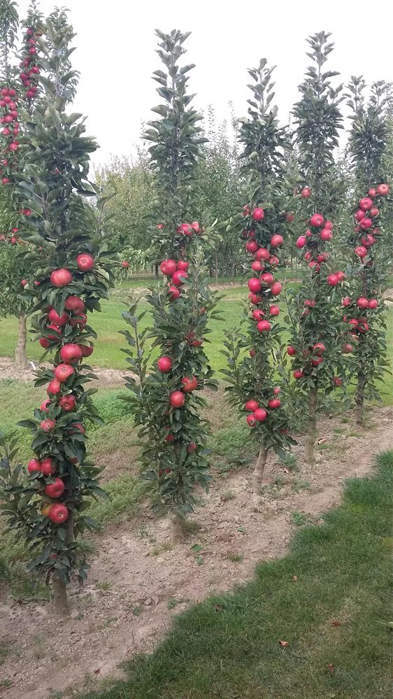 Плодовые и цветущие деревья и кустарники