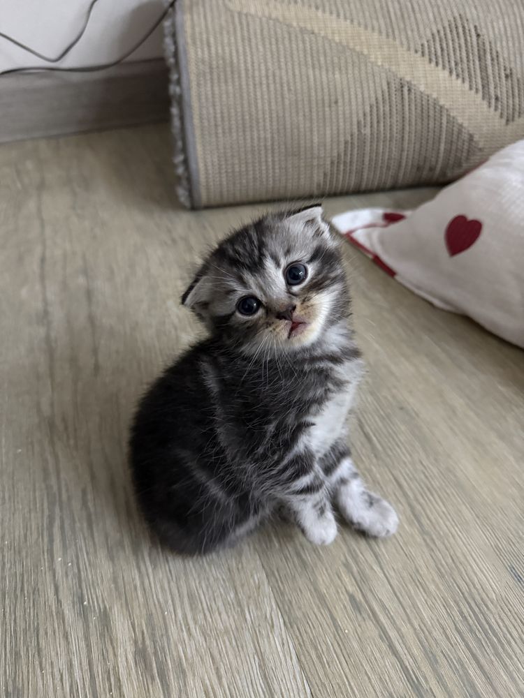 Продам Скоттиш фолд короткошерстных котят