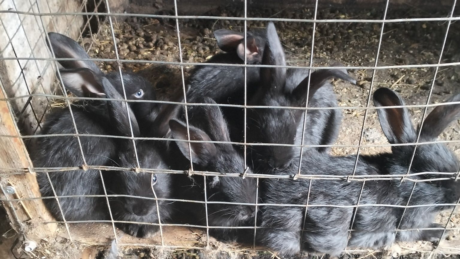 Продам крольчат помесь