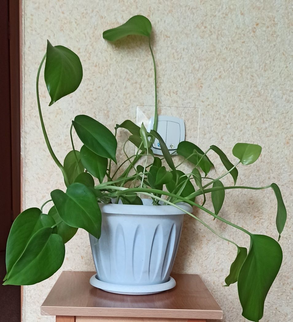 Монстра, фикус.