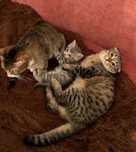 Передержка кошек котов 2200