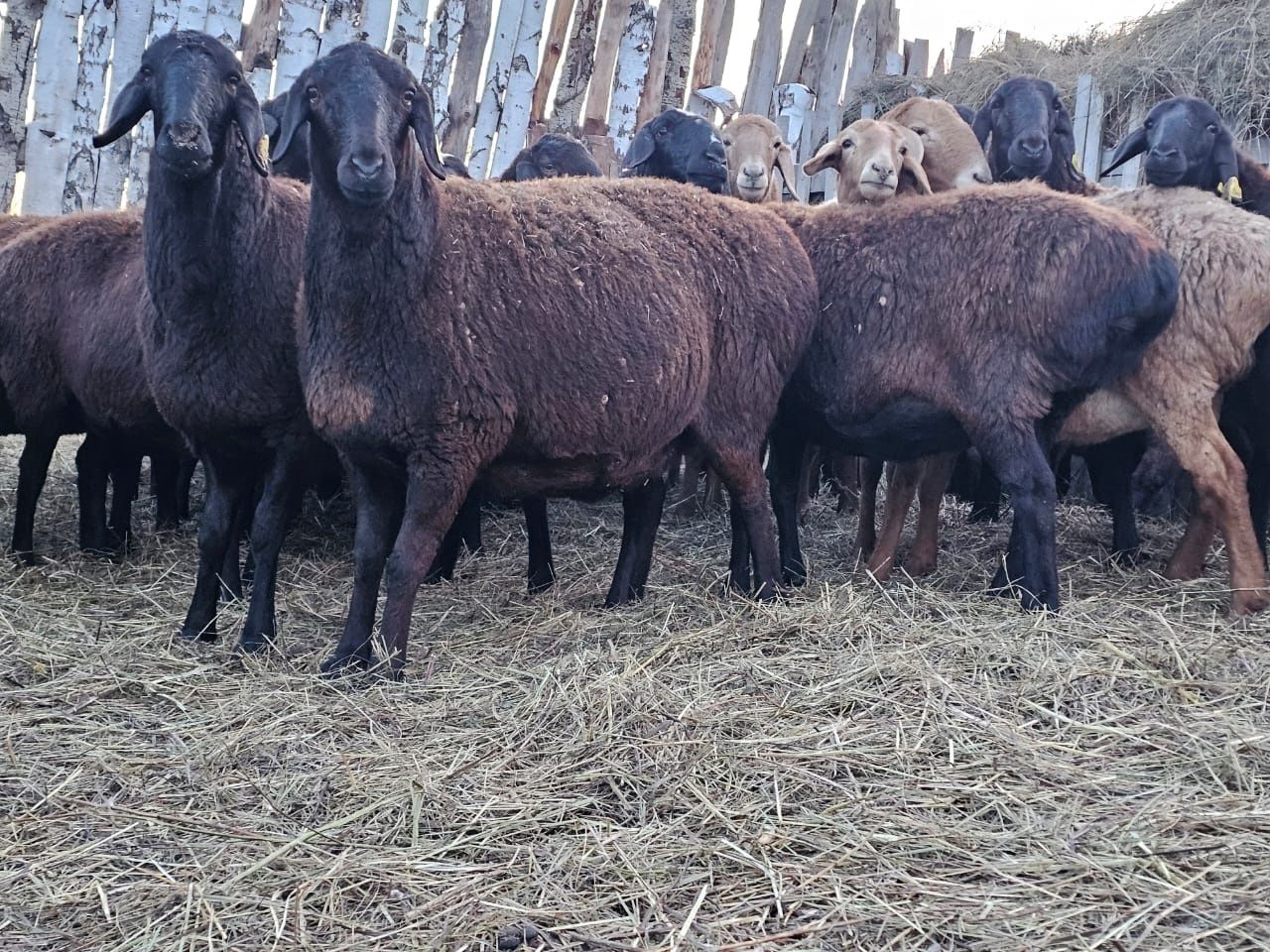 Бараны,Кошкары,кошкарчики гиссары продам породистых гиссаров