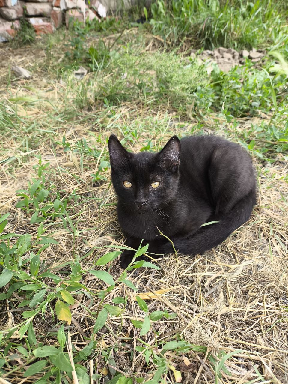 Отдадим Котят в добрые руки
