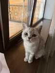 Котенок 7 месяцев