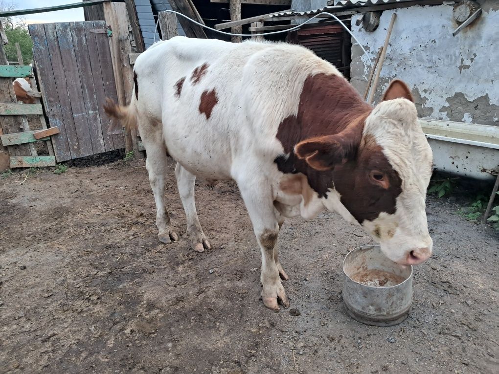 Продам быка на племя