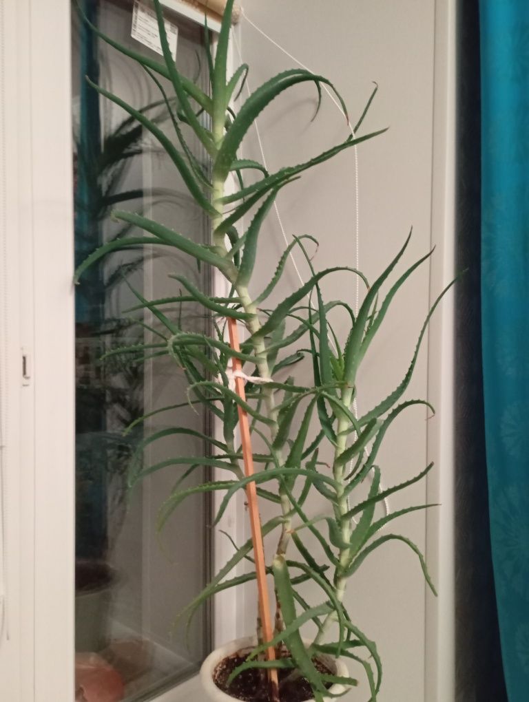 Продам Алоэ классический