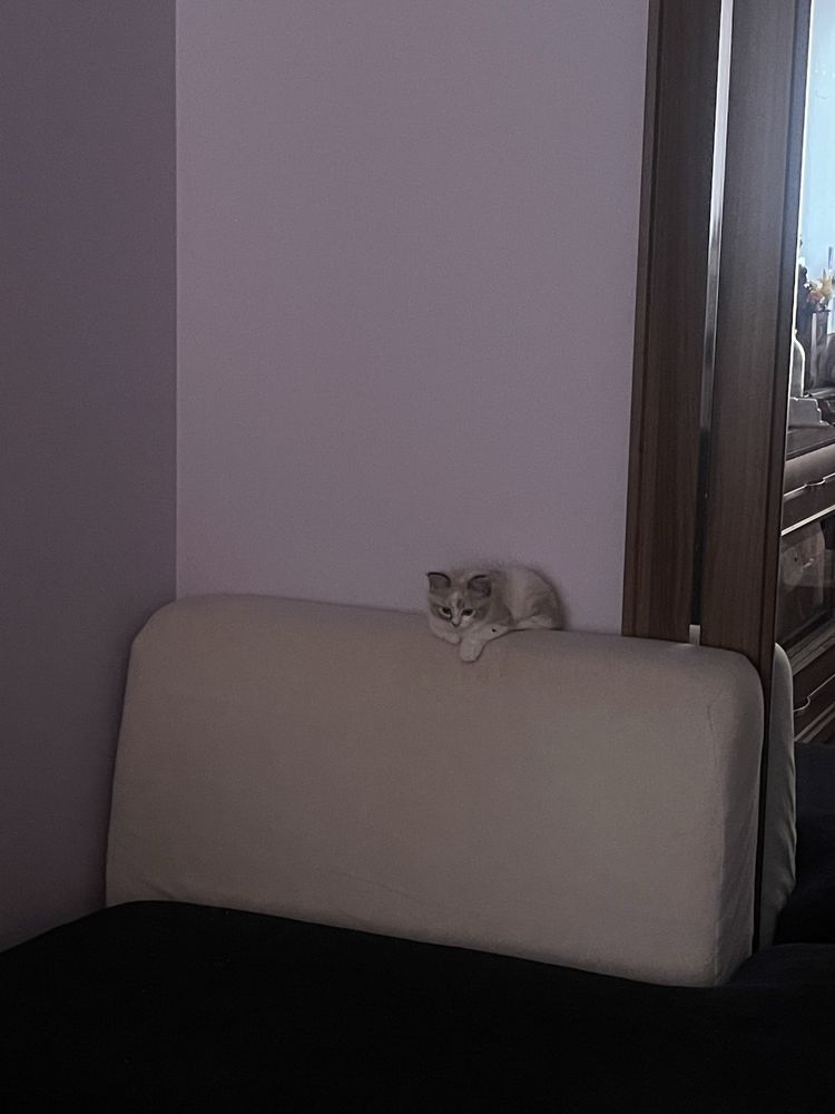 Кошка 1 месячная, девочка