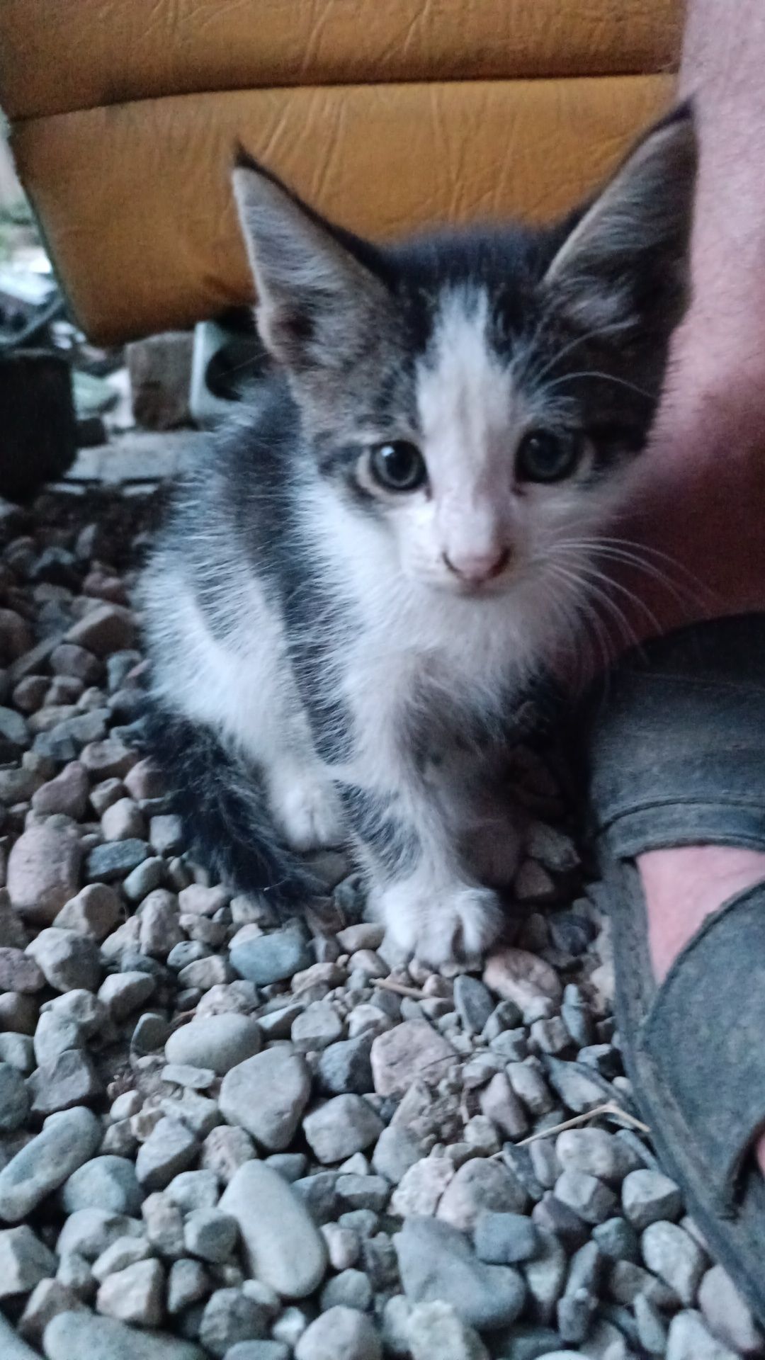 Отдам котят в заботливые руки
