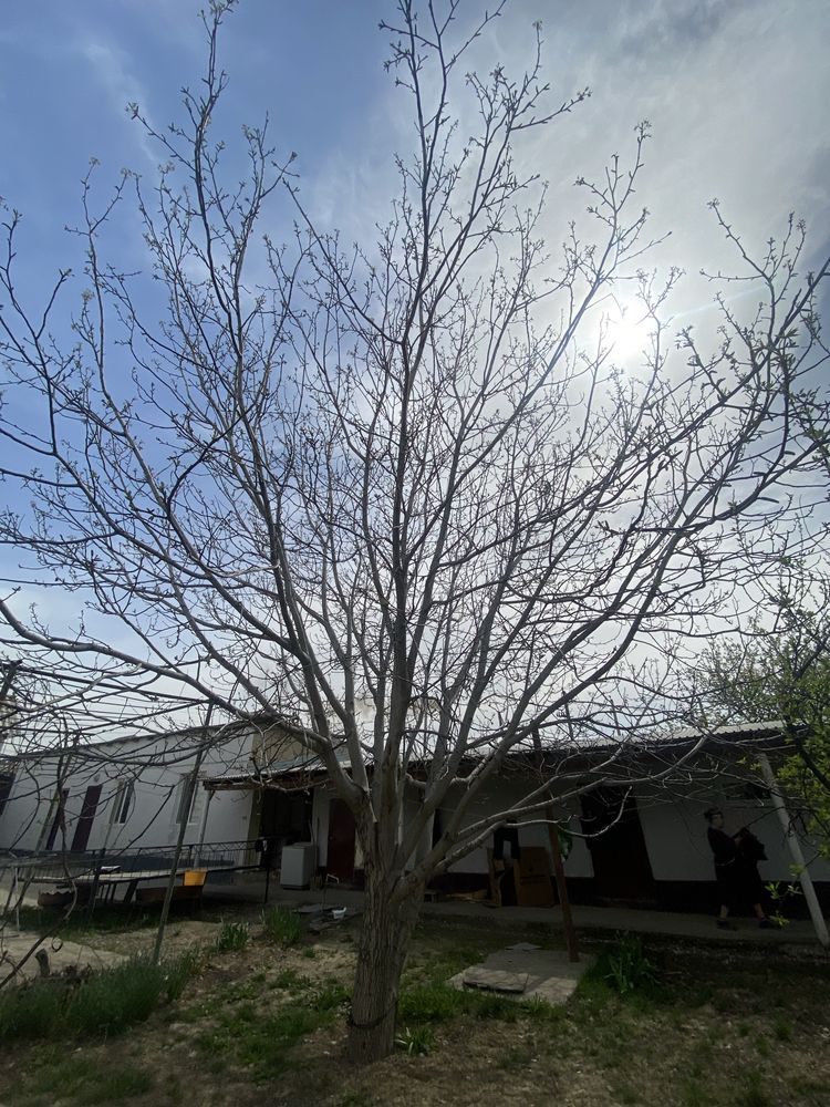Жаңғақ тал сатылады торг бар
