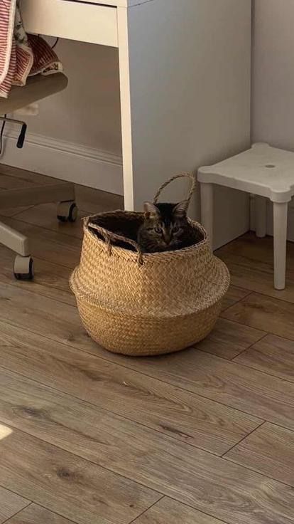 Котик ищет новых хозяев