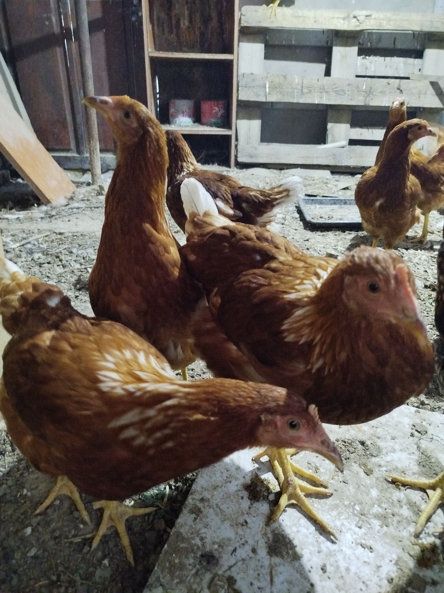 Продам цыплята ломан браун