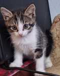 Бесплатно Котенок  2/3 месяца