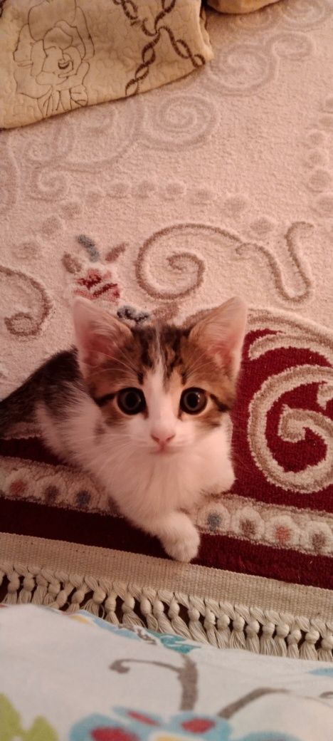 Отдам котенка девочку в добрые руки