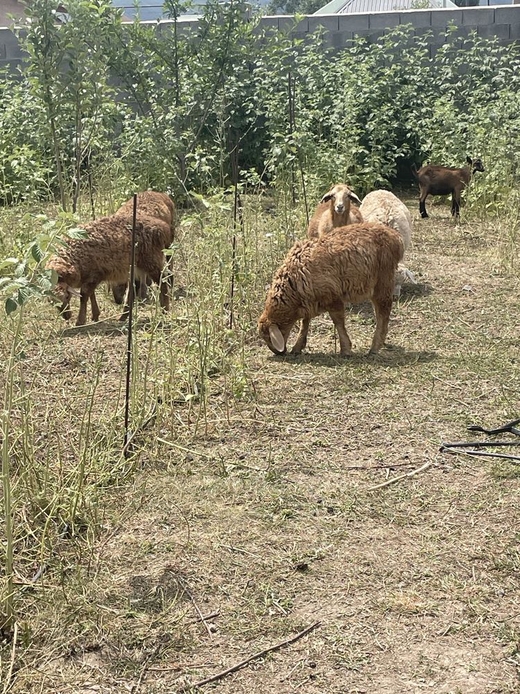 Қозылар семіз, сірнеге