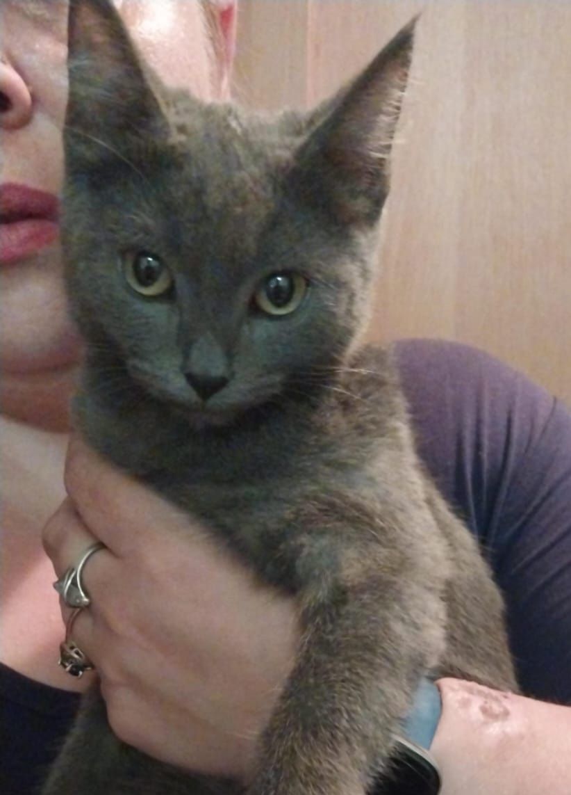 Котёнок. Девочка.