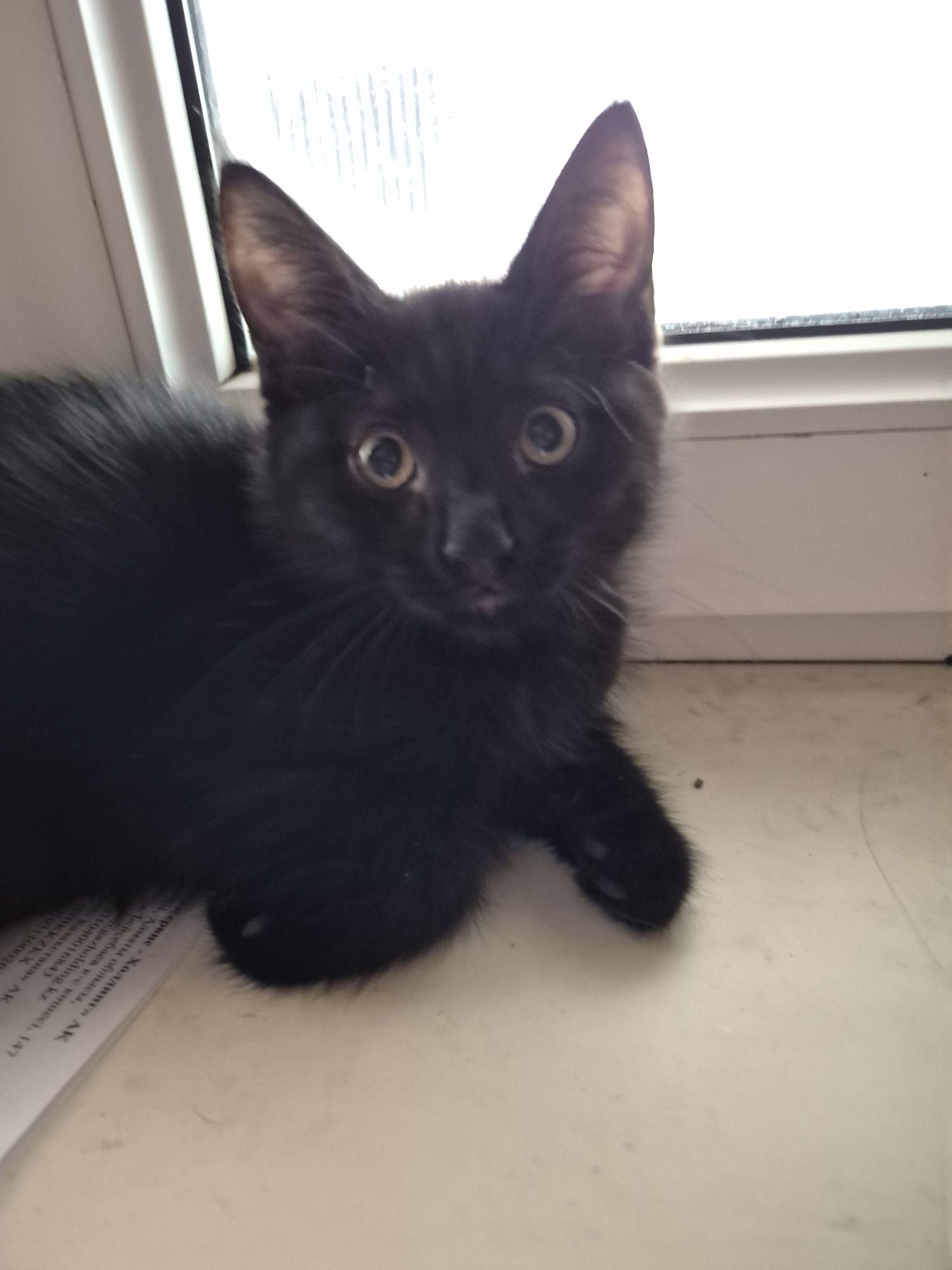 Хорошие котята, к лотку приучены