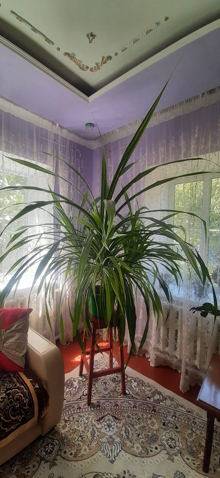 Продам домашний  цветок панданус