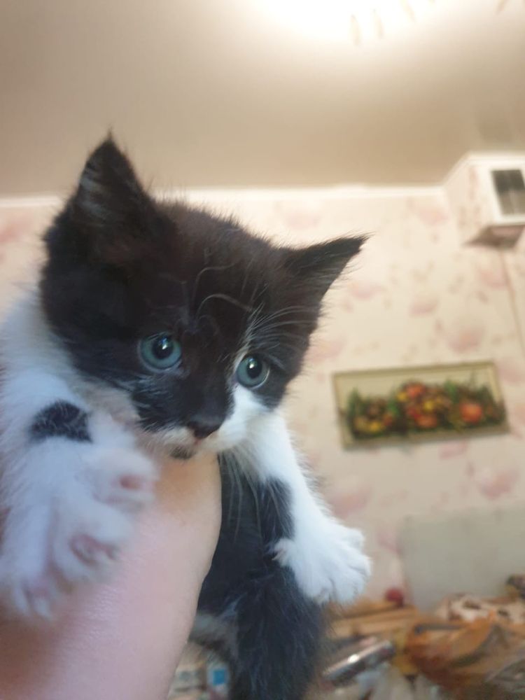 Отдам котят в добрые руки. Приучены к лотку , ласковые ,ручные.