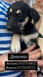В добрые руки щенки