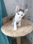 Отдам котенка в добрые руки.