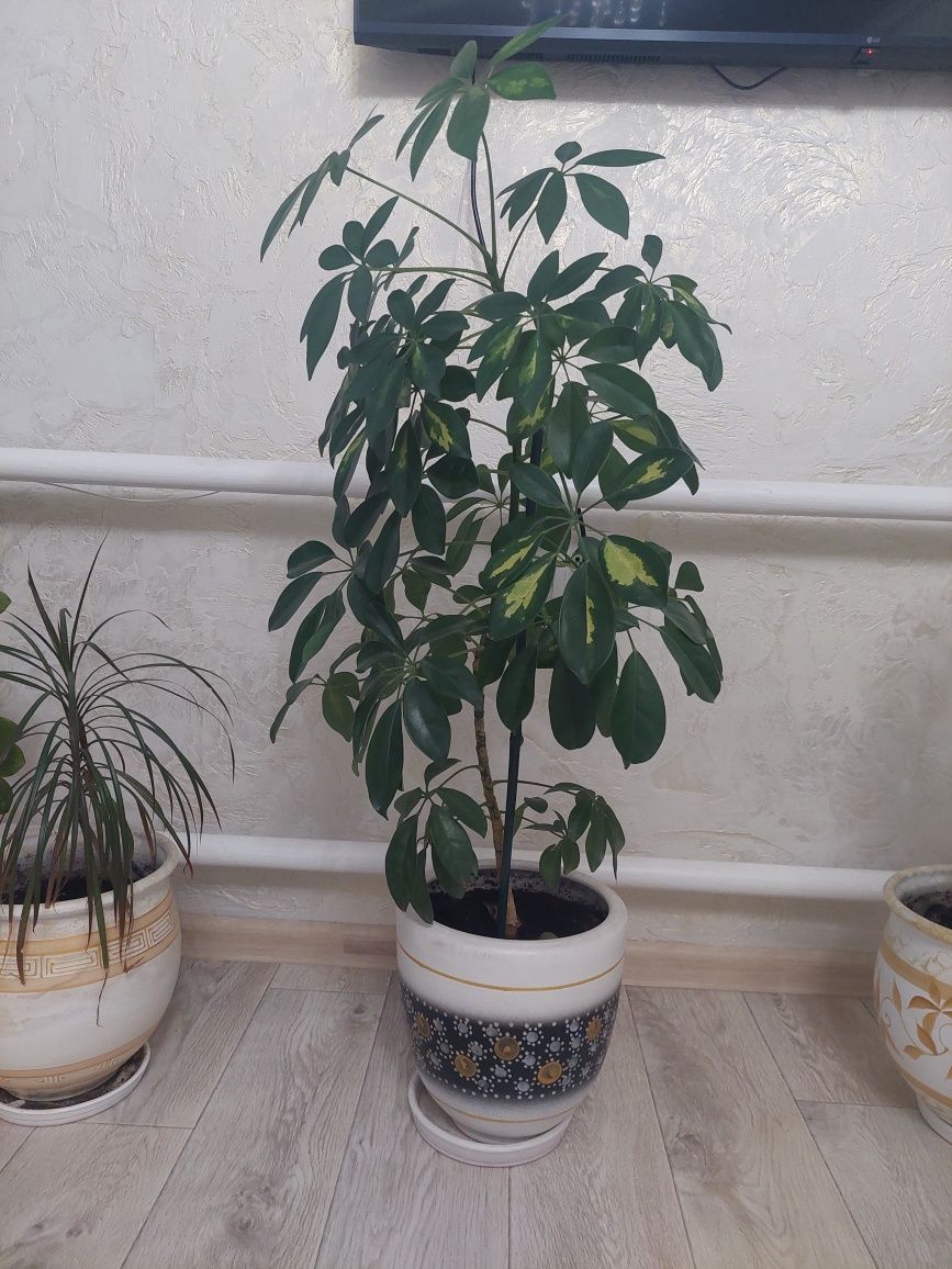 Продам домашние цветы: березка, долларовое деревом, шефлера
