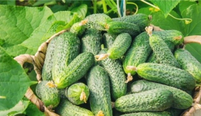 Продам домаш.  огурцы свежесобранные экологически чистые