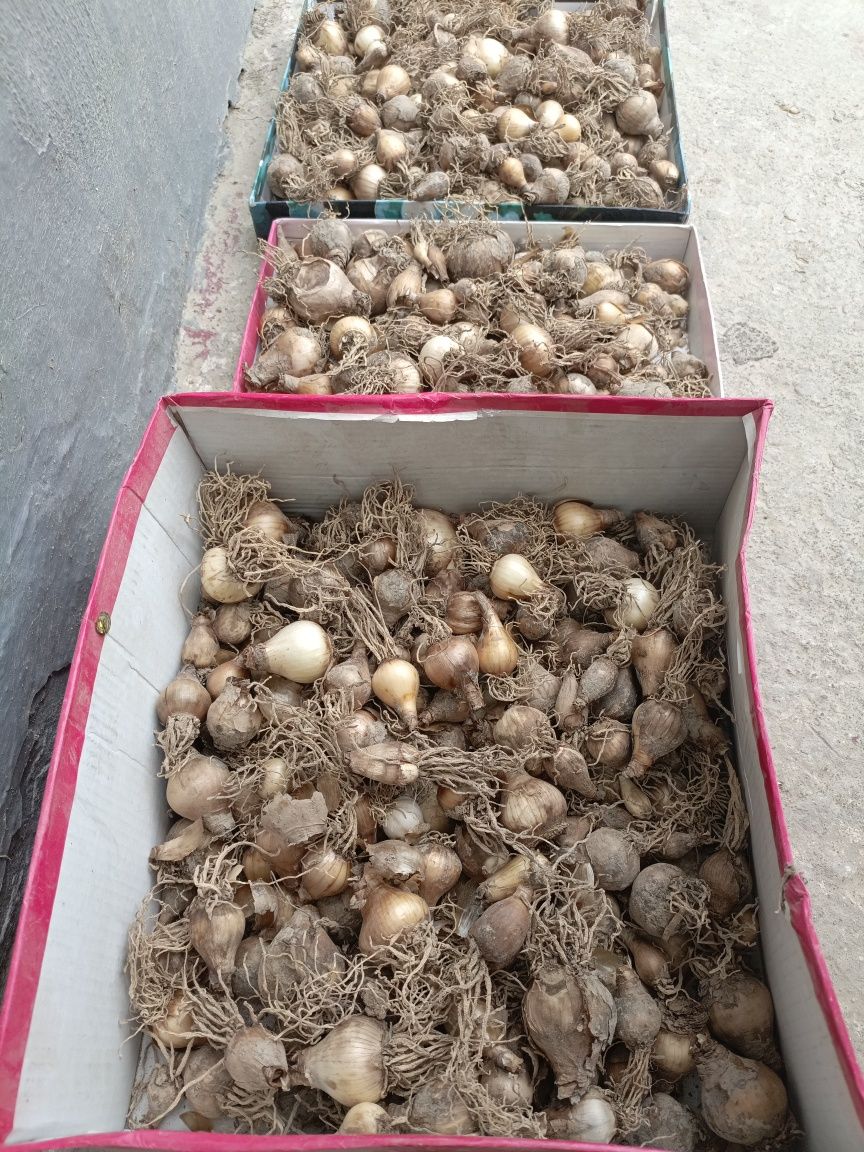 Луковицы нарцисса продам