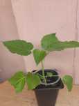 Павлония.# Павловния. #Саженцы #Paulownia_super