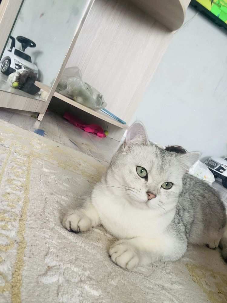 Бесплатно кот пародистый