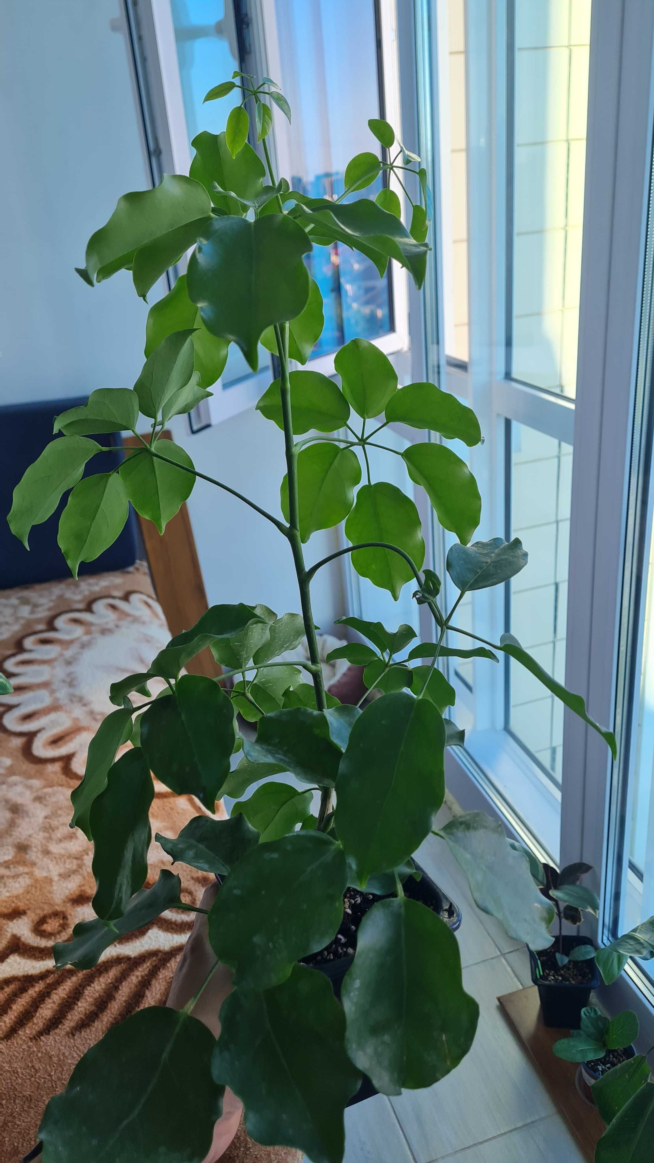 Продам Шефлера .