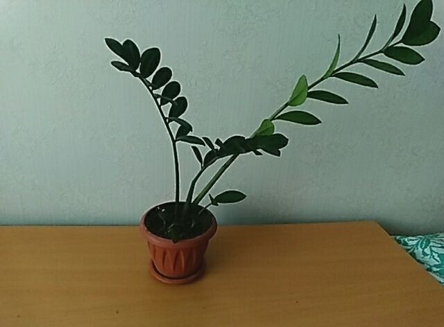 Продам доллоровое дерево